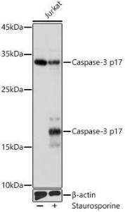 Antibody A308662-100 100 µl