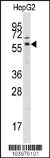 Anti-MYO1C Mouse Monoclonal Antibody