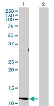 Anti-CST1 Mouse Polyclonal Antibody