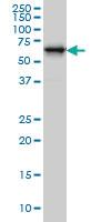 Anti-RTKN Mouse Monoclonal Antibody [clone: 2E5]