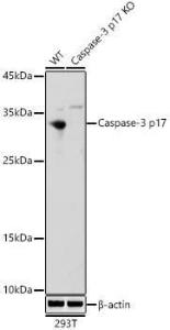 Antibody A308662-100 100 µl