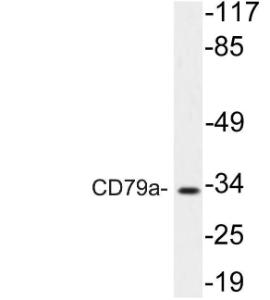 Western blot analysis of lysate from NIH/3T3 cells using Anti-CD79a Antibody