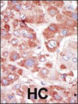 Anti-MYO1C Mouse Monoclonal Antibody