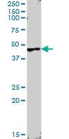 Anti-ANGPTL4 Rabbit Polyclonal Antibody