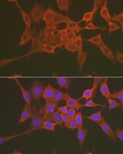 Antibody A308662-100 100 µl