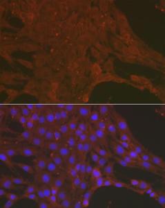 Antibody A308662-100 100 µl