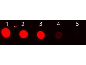 Fluorescein anti-rabbit IGG