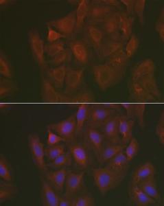 Antibody A308662-100 100 µl