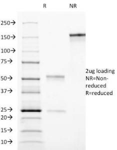 Antibody anti-CD90 AF-9 bsid 100 µg