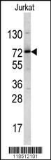 Anti-NKRF Rabbit Polyclonal Antibody