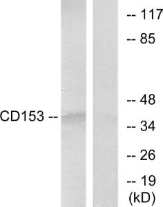 Western blot analysis of lysates from RAW264.7 cells using Anti-CD153 Antibody. The right hand lane represents a negative control, where the antibody is blocked by the immunising peptide