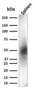 Western blot analysis of spleen tissue lysate using Anti-CD63 Antibody [LAMP3/2881]