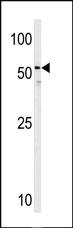 Anti-HRH3 Rabbit Polyclonal Antibody