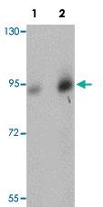 Anti-DCLK1 Rabbit Polyclonal Antibody