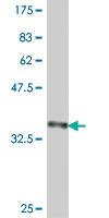 Anti-SEMA4A Mouse Polyclonal Antibody