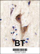 Anti-HRH3 Rabbit Polyclonal Antibody