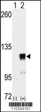 Anti-MAPKAP1 Rabbit Polyclonal Antibody