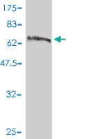 Anti-RABL6 Mouse Polyclonal Antibody