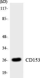 Western blot analysis of the lysates from K562 cells using Anti-CD153 Antibody