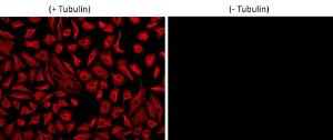 iFluor 560 succinimidyl ester