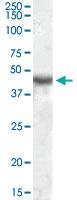 Anti-KCNJ1 Goat Polyclonal Antibody