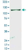 Anti-RBL2 Rabbit Polyclonal Antibody