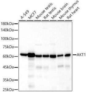 Western blot analysis of variou