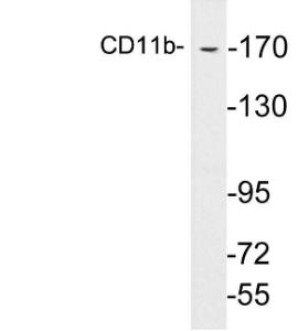 Anti-CD11b antibody