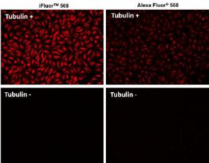 iFluor 568 goat anti mouse IgG (H+L) cross adsorbed