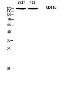 Anti-CD11b antibody