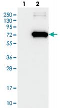 Anti-KEAP1 Rabbit Polyclonal Antibody