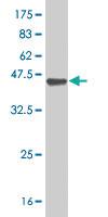 Anti-CPSF2 Mouse Polyclonal Antibody