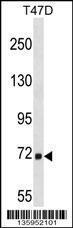 Anti-MARCH7 Rabbit Polyclonal Antibody (Biotin)