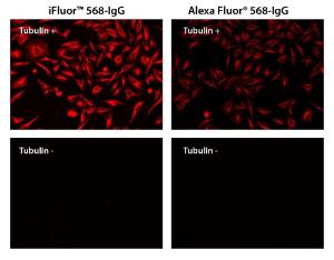 iFluor 568 goat anti mouse IgG (H+L)