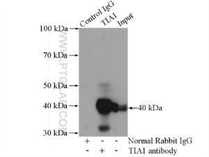 Anti-TIA1 Rabbit Polyclonal Antibody