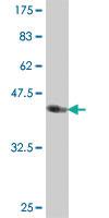 Anti-FAU Mouse Polyclonal Antibody