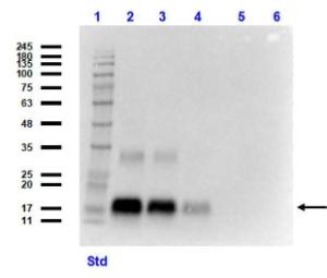 NAG-1 antibody 25 μl