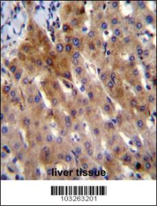 Anti-IL27 Rabbit Polyclonal Antibody