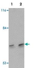 Anti-DCLK3 Rabbit Polyclonal Antibody