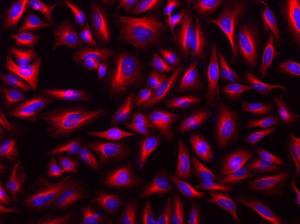 iFluor 568 succinimidyl ester