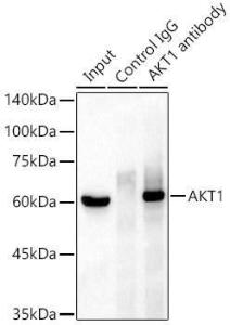 Immunoprecipitation analysis of 300µg extracts of MCF7 cells using 3µg of Anti-AKT1 Antibody [ARC51585] (A308667). This Western blot was performed on the immunoprecipitate using Anti-AKT1 Antibody [ARC51585] (A308667) at a dilution of 1:1000.