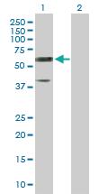 Anti-RTN2 Rabbit Polyclonal Antibody