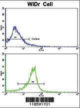 Anti-PRELP Rabbit Polyclonal Antibody