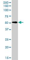 Anti-RTN2 Rabbit Polyclonal Antibody