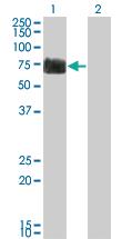 Anti-RTN2 Mouse Monoclonal Antibody [clone: 6A11]