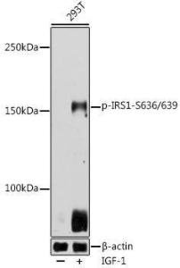 Western blot analysis of extracts of 293T cells, using Anti-IRS1 (phospho Ser636 + Ser639) Antibody (A11029) at 1:500 dilution 293T cells were treated by IGF-1 (50 ng/ml) at 37°C for 5 minutes after serum-starvation overnight