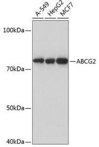 Western blot analysis of extracts of various cell lines, using Anti-BCRP/ABCG2 Antibody [ARC0383] (A308669) at 1:1,000 dilution The secondary antibody was Goat Anti-Rabbit IgG H&L Antibody (HRP) at 1:10,000 dilution Lysates/proteins were present at 25 µg per lane