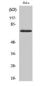 Western blot analysis of HeLa cells using Anti-p70 S6 Kinase Antibody