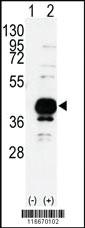 Anti-IPF Rabbit Polyclonal Antibody