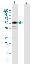 Anti-BCCIP Mouse Polyclonal Antibody